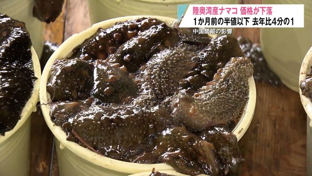 【中国ショック再び】青森県産ナマコが歴史的安値　漁師「正直きつい」