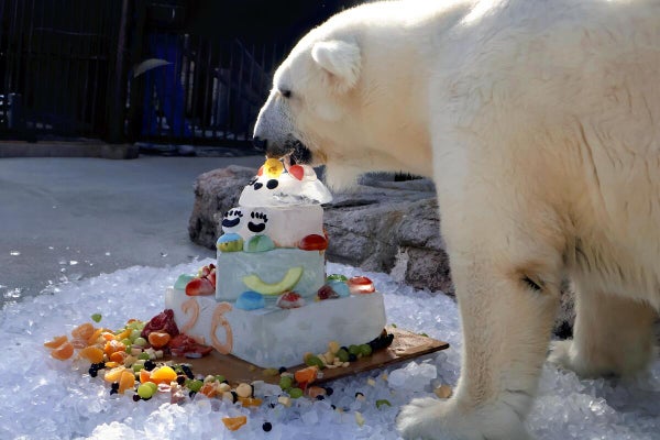 ホッキョクグマのピース２６歳に……とべ動物園の誕生日会に来た女性「いつまでも甘えん坊なのがかわいい」