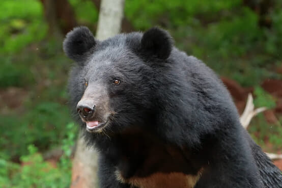 ショー中にクマが調教師を襲撃、観客騒然…中国のサファリパークで撮影された「衝撃映像」が話題に