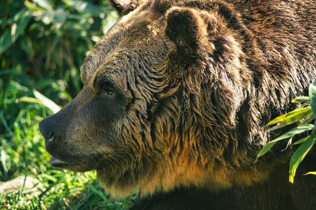 【クマ】自衛隊員「殺せるのか自信がありません」「期待されるのはとうてい無理です」 “クマ被害”に駆り出される自衛隊員がこぼした“本音”