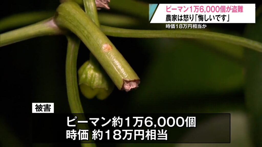 【青森】「悔しいです…」畑からピーマン1万6,000個が盗まれ農家憤り　去年も苗が被害に　八戸市