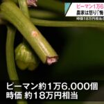 【青森】「悔しいです…」畑からピーマン1万6,000個が盗まれ農家憤り　去年も苗が被害に　八戸市