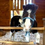 【神奈川】平塚で脱走のポニー、性格は「のんびりマイペース」　名前は「東風」　平塚八幡宮の神馬