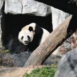 パンダの国境を越える「愛され力」は日中両国の人たちをつないだ　シャンシャンの「名付け親」の思い出は