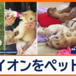 【国際】タイでライオンをペットに　子どもが重傷を負う事態　違法輸出も問題に