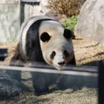 【データ・インサイト】「パンダはもう要らない」ＳＮＳで活発な脱パンダ論、Ｘを解析したら→ＡＩは「特定の層が頑張っている」　誘致に浴びせる「媚中」批判が日本人に迫る「踏み絵」