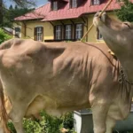 【科学界衝撃】牛が道具を使用「棒や熊手、ほうきを使って自分の体をかく」世界で初めて確認