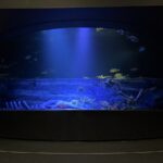 【サンシャイン水族館】 メンダコ、展示開始から短時間で死亡　深海生物飼育の難しさに議論