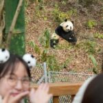 【中国】パンダ飼育施設で日本人客増、一番人気は「シャンシャン」…中国政府「見に来ることを歓迎」