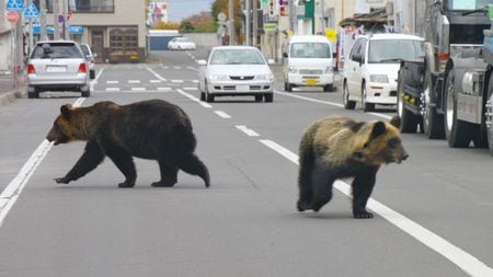 【分析】クマは明確に「人間を食べるため」に住宅街に現れている…80年間の新聞を分析して判明「令和グマ」の異常さ