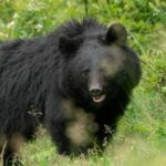 【（・(ｪ)・）】東成瀬村でクマに襲われた1人が死亡　搬送時は意識不明の状態　ほかの3人は搬送時意識あり　秋田