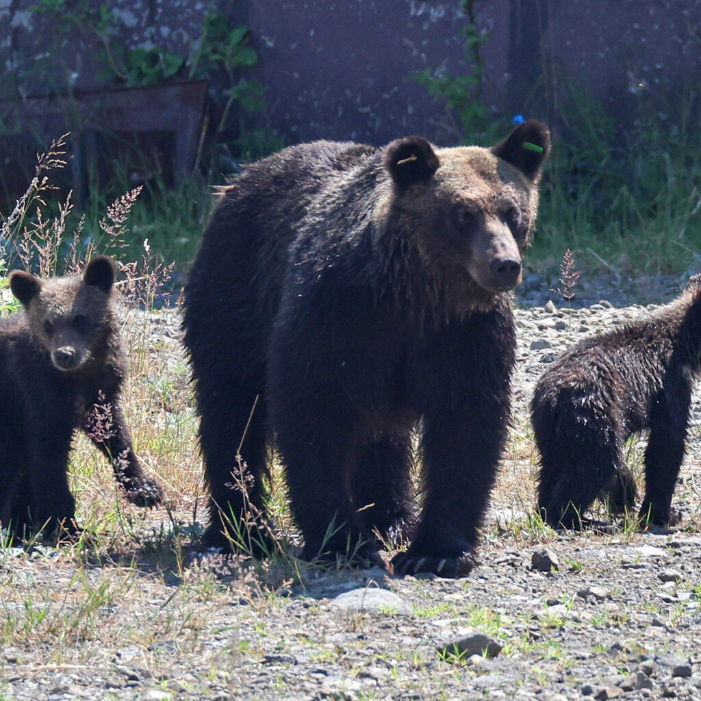 【はぁ！？】自治体『クマの駆除、時給1500円ねっ！！』