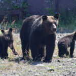 【はぁ！？】自治体『クマの駆除、時給1500円ねっ！！』