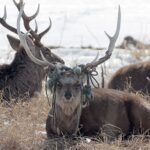 札幌の市街地に身長200cmの角のあるエゾシカ2頭が襲来