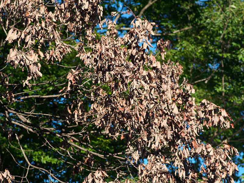 【ナラ枯れが北海道に拡大】温暖化で原因虫が越冬可能に!?　生態系への影響懸念