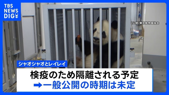 【双子パンダ】「シャオシャオ」「レイレイ」 中国に到着　検疫のため隔離へ　一般公開の時期は未定