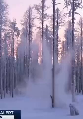 【スプートニク】米国やカナダで大寒波、木々が次々と「自然爆破」