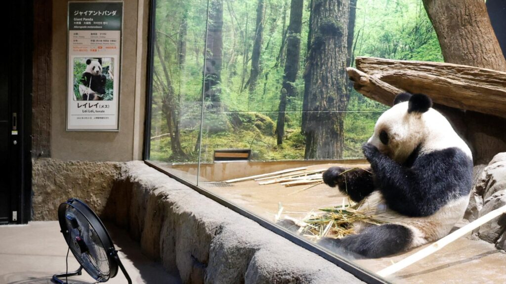 中国メディア「日本はパンダ不在時代に突入した」と報道