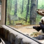 中国メディア「日本はパンダ不在時代に突入した」と報道