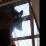 クマ「おはよう🐻」