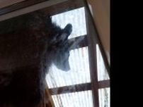 クマ「おはよう🐻」