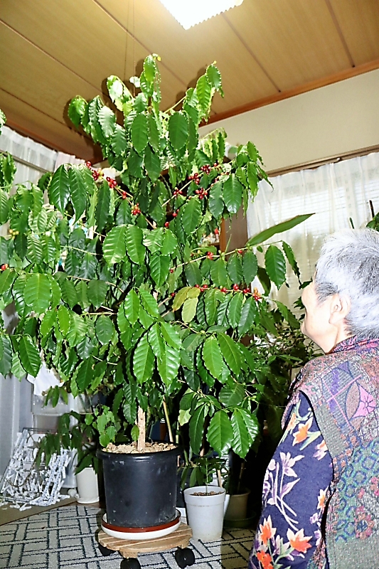 100円ショップで買ったコーヒーの木、巨大化し大量の実も　上田市の女性が引き取り手探す