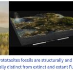 4億年前に生えてた高さ8mの巨大キノコは、植物でも動物でも菌類でもありませんでした