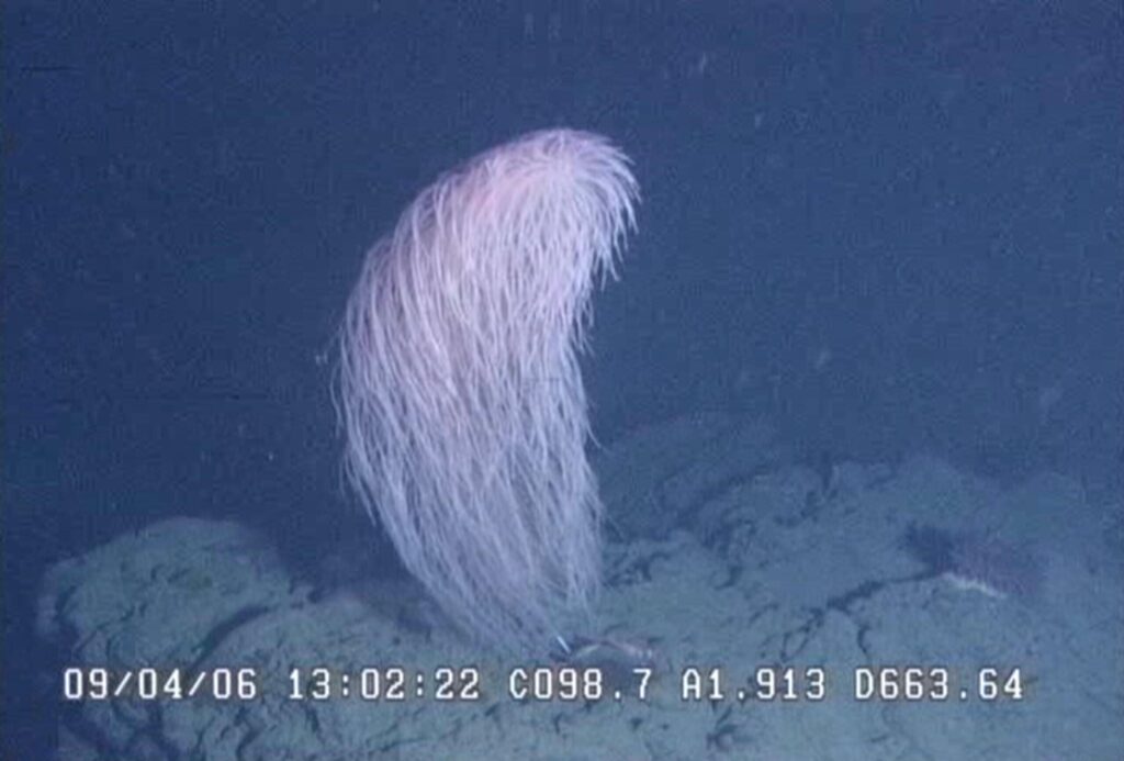 【画像あり】もふもふの新種サンゴを発見、学名は「チューバッカ」