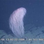 【画像あり】もふもふの新種サンゴを発見、学名は「チューバッカ」