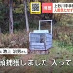 【くまさんの食事映像】中学校のグラウンドに居座ったクマか　箱わなの中でもシカ肉をむさぼり“土まんじゅう”の習性　北海道上砂川町
