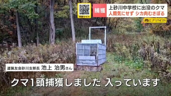 【くまさんの食事映像】中学校のグラウンドに居座ったクマか　箱わなの中でもシカ肉をむさぼり“土まんじゅう”の習性　北海道上砂川町