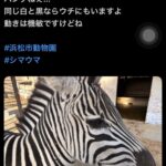 【画像】浜松市動物園「白と黒の動物はパンダだけじゃありません シマウマもいますよ」→謝罪へ………