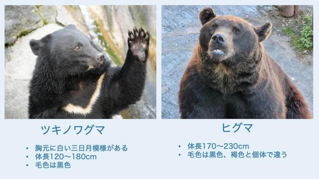 「ツキノワグマとヒグマのハイブリッド個体がいる？」「山にドングリをまけばいい？」クマにまつわるウソ・ホント、秋田県が作成したQ&A