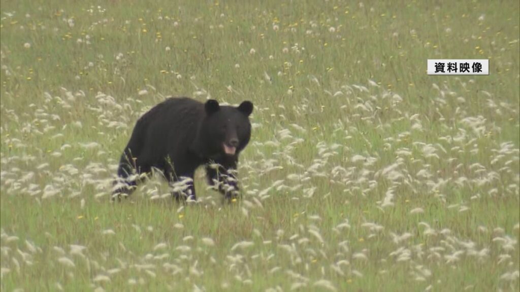 今日からクマの狩猟解禁　人間の逆襲始まる
