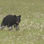 今日からクマの狩猟解禁　人間の逆襲始まる