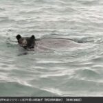 【訃報】海を泳いでただけのクマ🐻さん、処刑ww