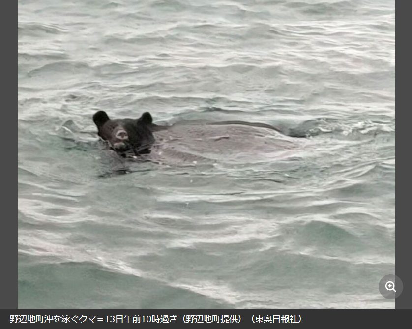 【訃報】海を泳いでただけのクマ🐻さん、処刑ww