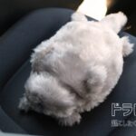 トヨタ系基金、ネコ型ロボットの実証実験　ドライバーの「運転を評価されたくない」和らげ交通安全促せるか　(ドラにゃむ)