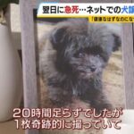 ジモティーで引き取った子犬が翌日に急死