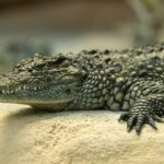 尻に残った深いかみ傷…ワニ襲撃で重傷の20代男性