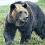 「日本語のレベルが低すぎ」NHKニュースのクマ被害の“見出し”が物議「クマに庭で飼われていた犬が連れ去られる」に指摘