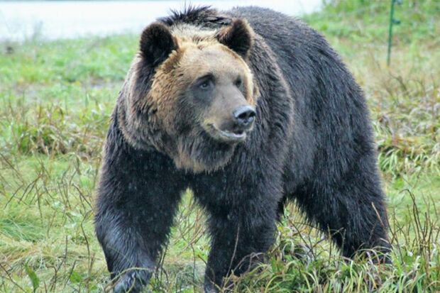 「日本語のレベルが低すぎ」NHKニュースのクマ被害の“見出し”が物議「クマに庭で飼われていた犬が連れ去られる」に指摘