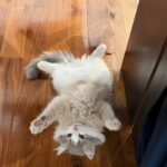 高橋克典、愛猫にメロメロで“にゃん語”が止まらない「にゃんてかわいい」「うーにゃわいい」