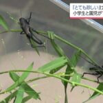 幼い兄妹が公園で「全身真っ黒なバッタ」を10匹以上捕獲　専門家も驚く　　　ゴルゴム…