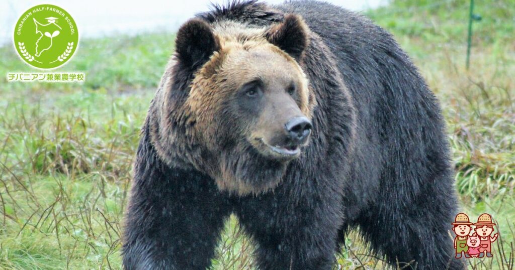 【クマ(￣(工)￣)】クマ遭遇で“うつ伏せ防御”、ハンターが警鐘「頸動脈パッと切られて終わり」