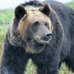 【クマ(￣(工)￣)】クマ遭遇で“うつ伏せ防御”、ハンターが警鐘「頸動脈パッと切られて終わり」