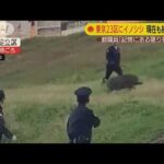 【イノシシ】東京23区到達、江戸川区を徐々に南下中