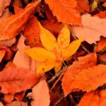 【ラジオ】なぜ多い？「September」（9月）を歌ったヒット曲…仕掛人は松本隆？