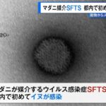 マダニ媒介「SFTS」東京都内で初めてイヌへの感染を確認　動物から人へ感染し死亡の恐れも