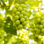 【🍇】ブドウ界のトップ交代　シャインマスカットが「王様」巨峰を抜く